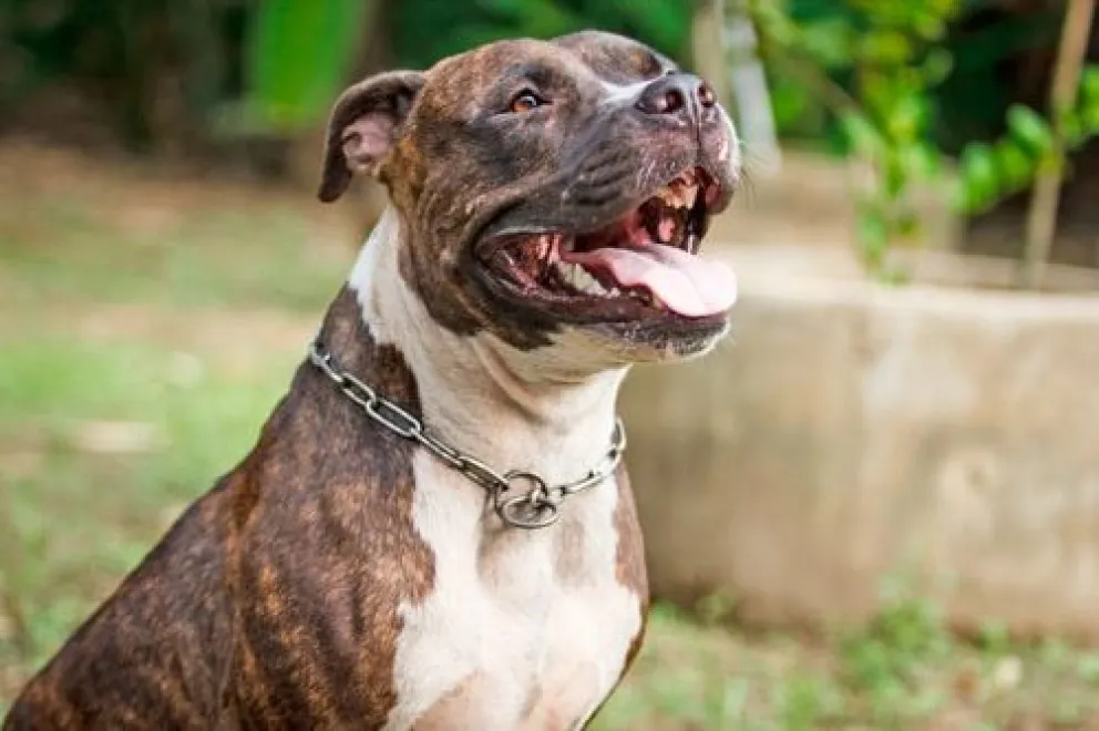 Formularon cargos a dueño de un pitbull que atacó a un policía