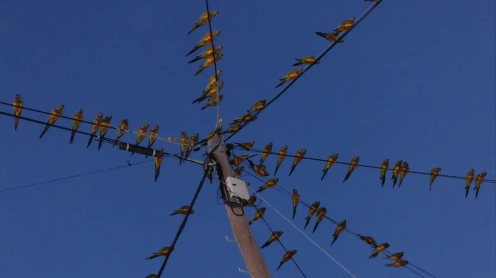 Loros en Villalonga, científicos estudiarán su comportamiento