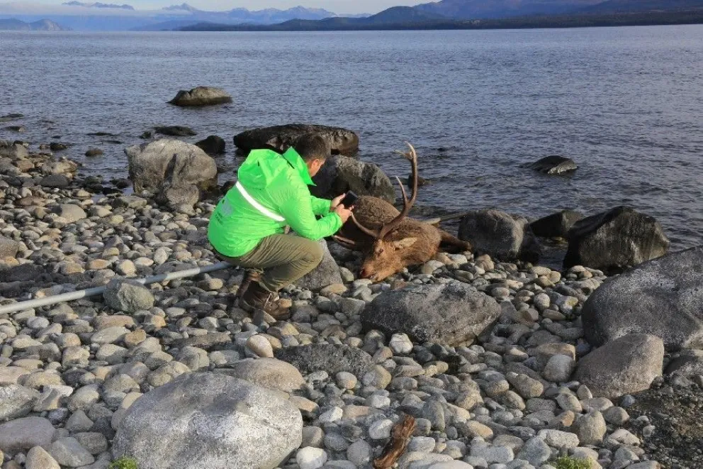 Investigan la muerte de un ciervo en Bariloche