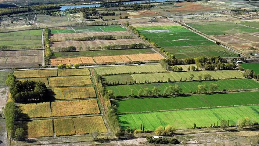 Más del 80% de las chacras del IDEVI están en producción