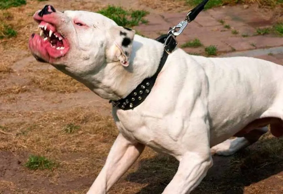 Fueron a allanar una vivienda y les soltaron un Pitbull