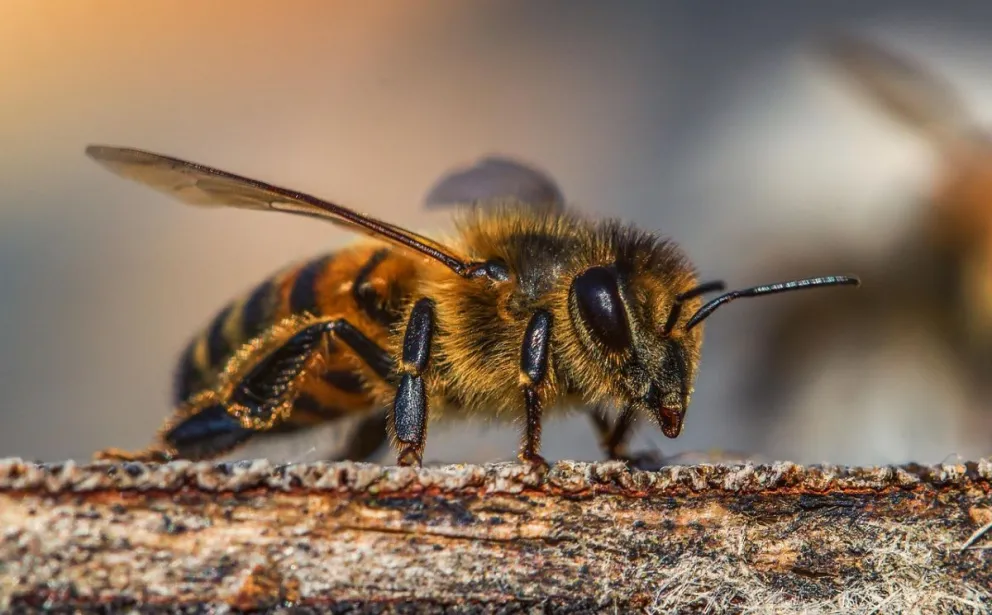 Las abejas contribuyen a un mundo sin hambre