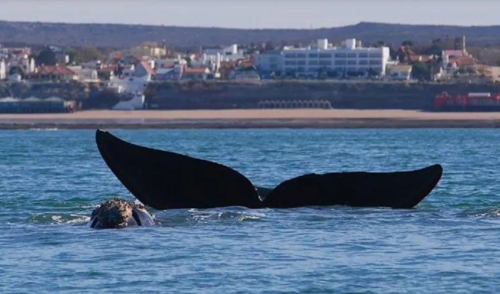 Ballenas y orcas antes de temporada en Río Negro