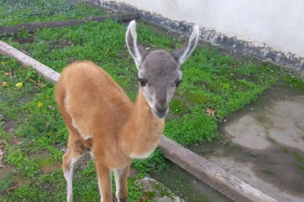 Rescataron a un guanaco en cautiverio en las 1016 Viviendas