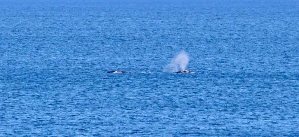 Una ballena franca austral y su cría fascinaron a los grutenses