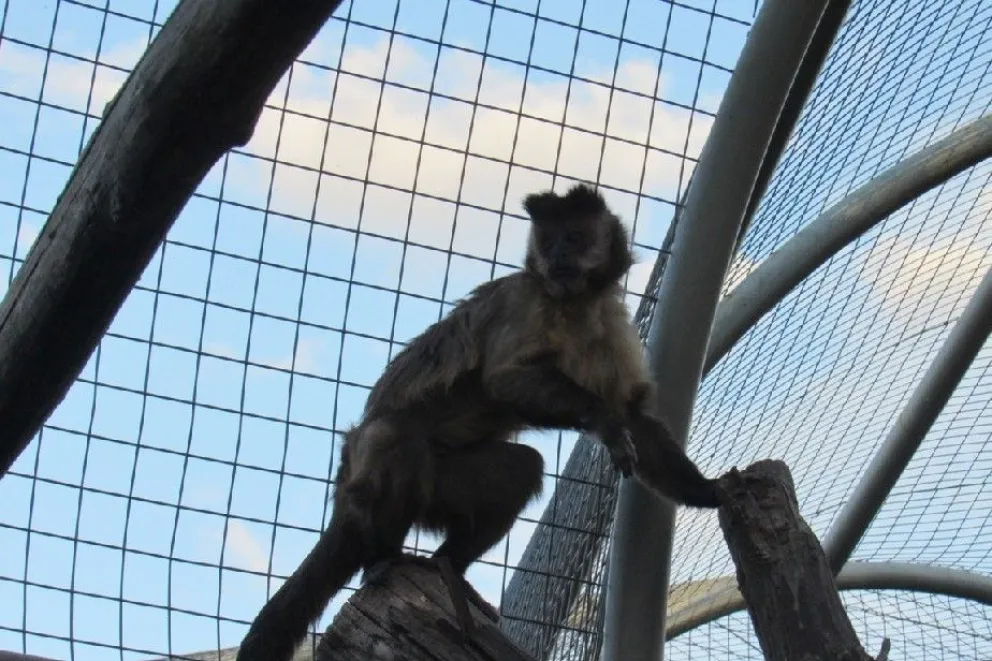 Entregaron una mona que vivía en su casa desde hace 21 años