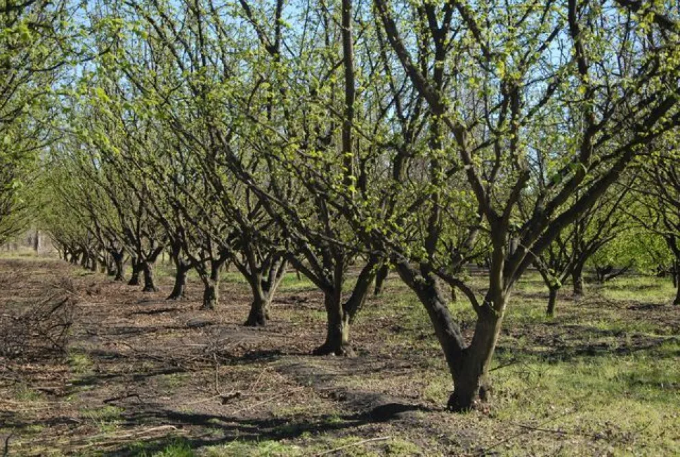 Río Negro, a la vanguardia en la producción de los frutos secos