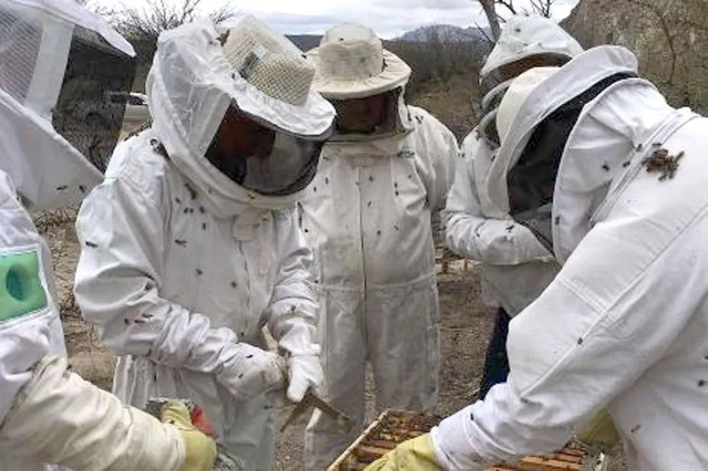 Nueva línea de créditos para apicultores