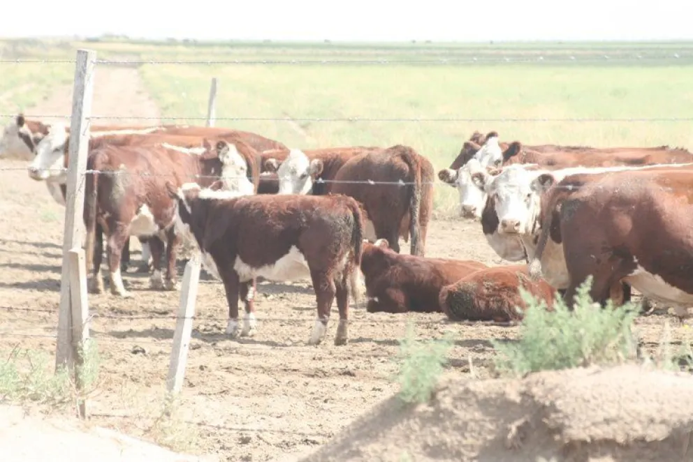 Los casos de abigeato ahora se producen en motos