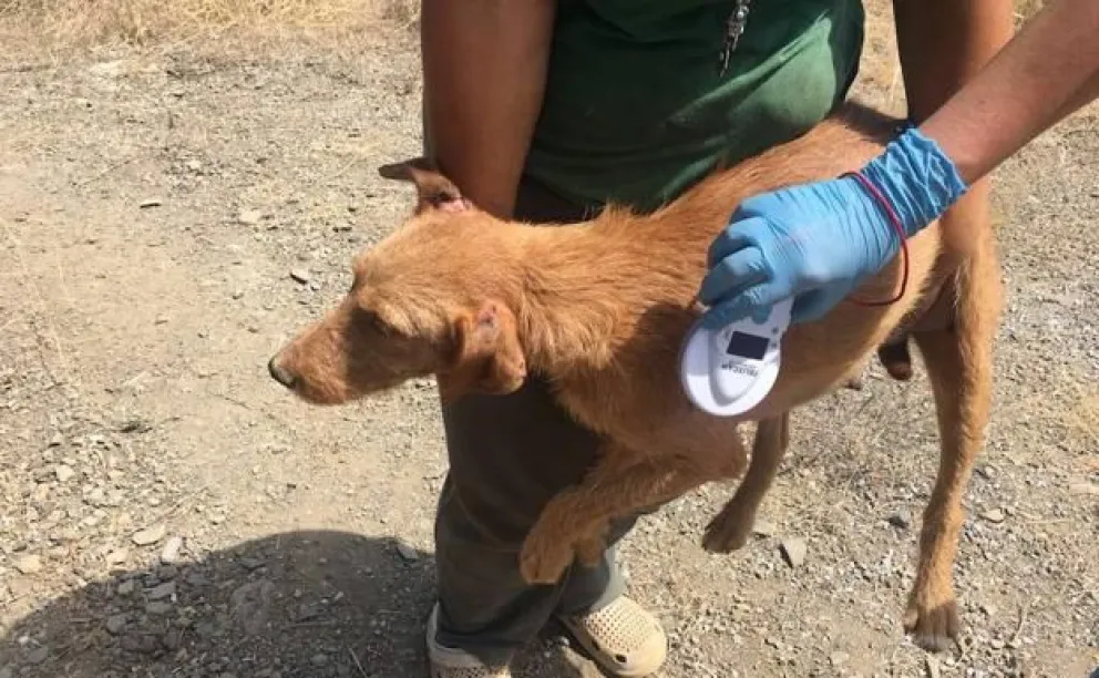 Recuperan perros que se encontraban en mal estado