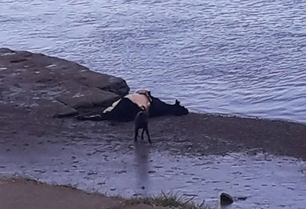 Aprehendidos por abigeato en islas del río Negro