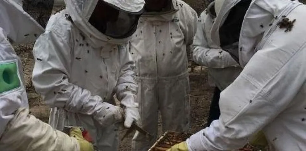 Productores apícolas podrán potenciar su producción mediante nueva línea de créditos