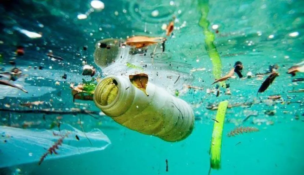 El plástico no reciclado se lo comen los cetáceos