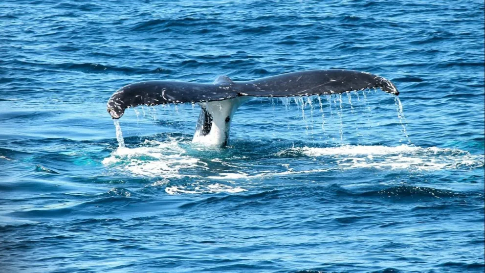 El Avistaje de Fauna Marina 2019 ya tiene fecha de inicio