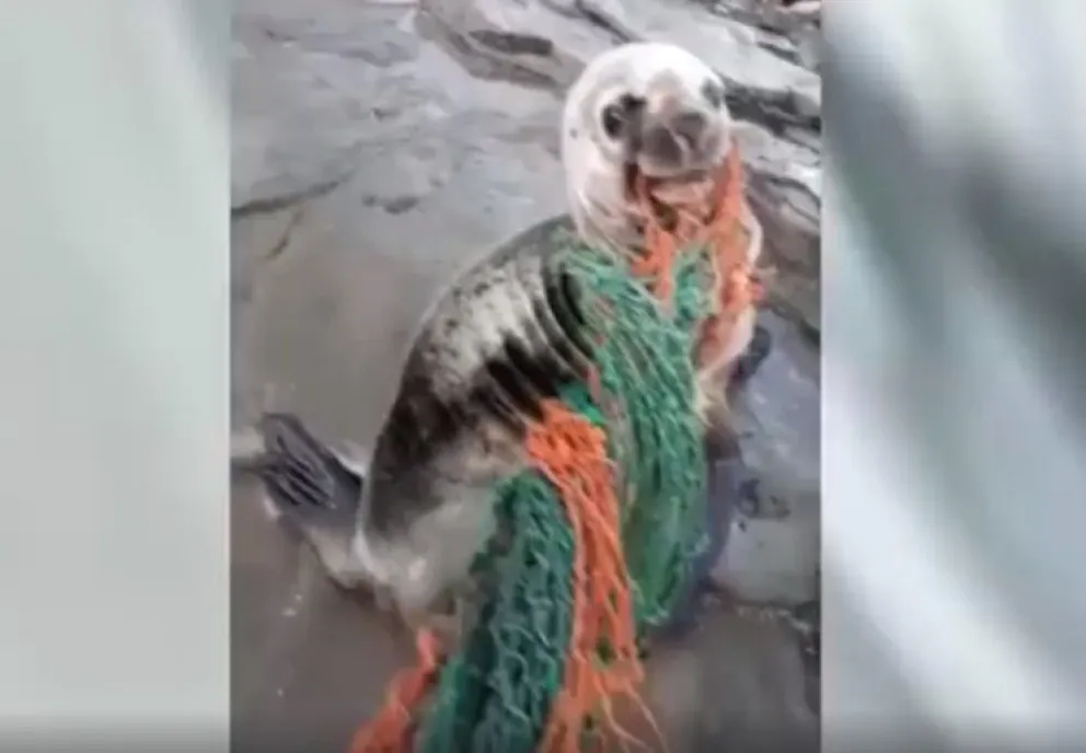 Dos vecinos rescataron a un lobo marino atrapado con una red