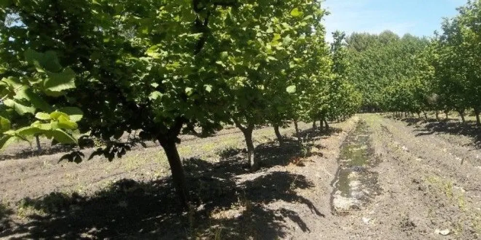 Chile aumenta su producción de avellanos con plantines rionegrinos