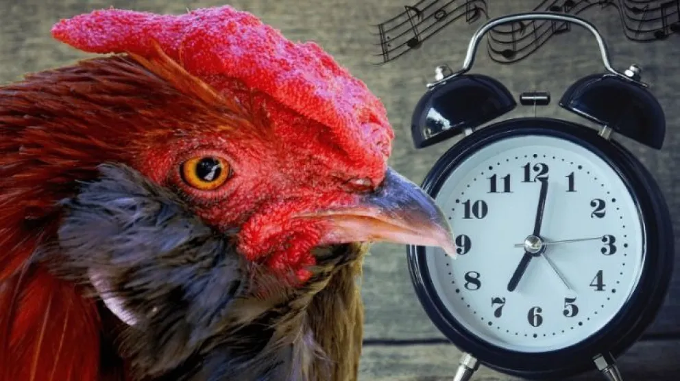 Un gallo cantaba muy temprano y lo llevaron a juicio