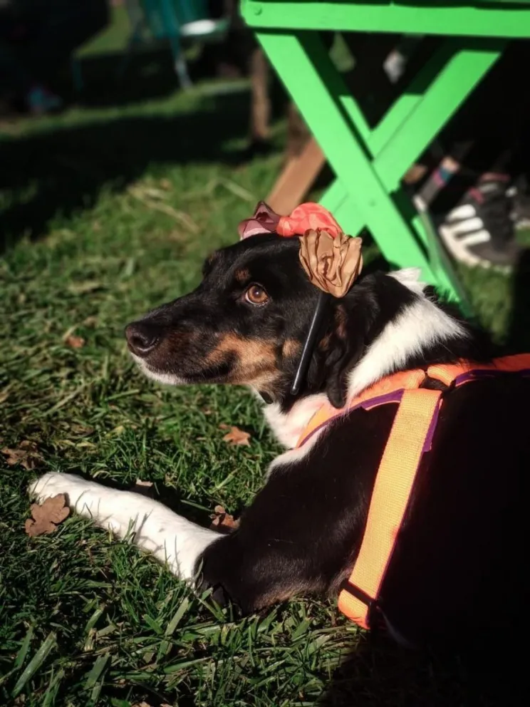 Se lanza una nueva campaña de adopción de mascotas