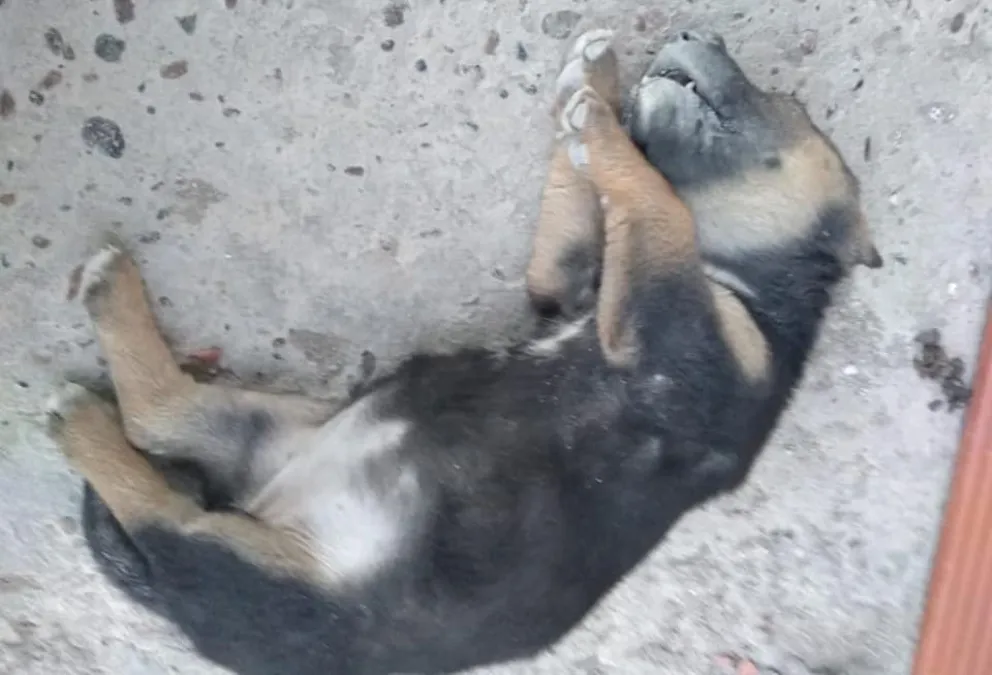 Envenenaron perros en el barrio Los Fresnos