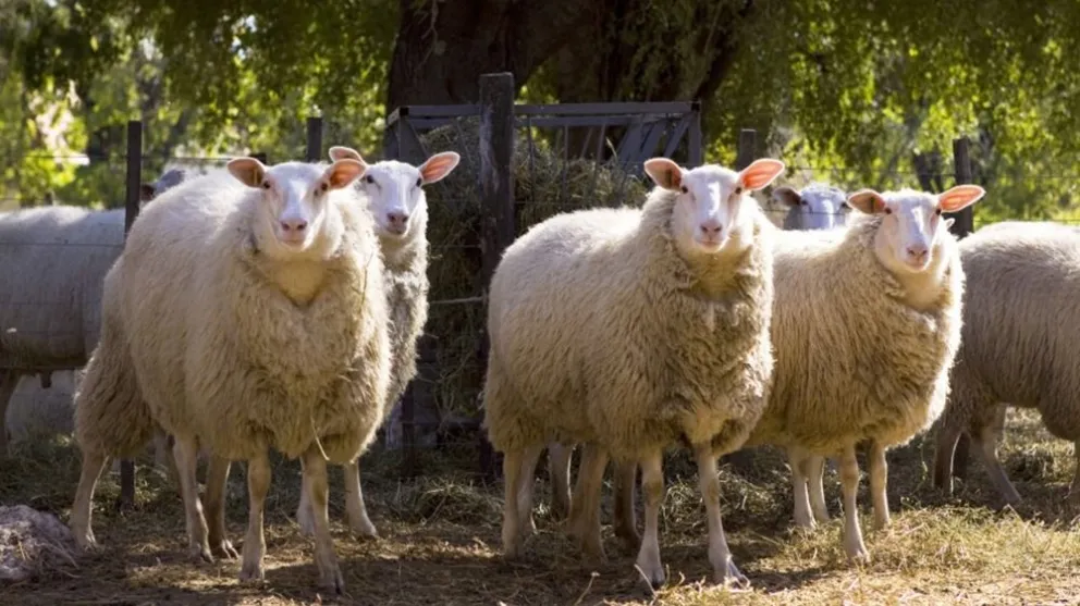 Tras la denominación de origen del “Cordero Argentino-Región Centro”