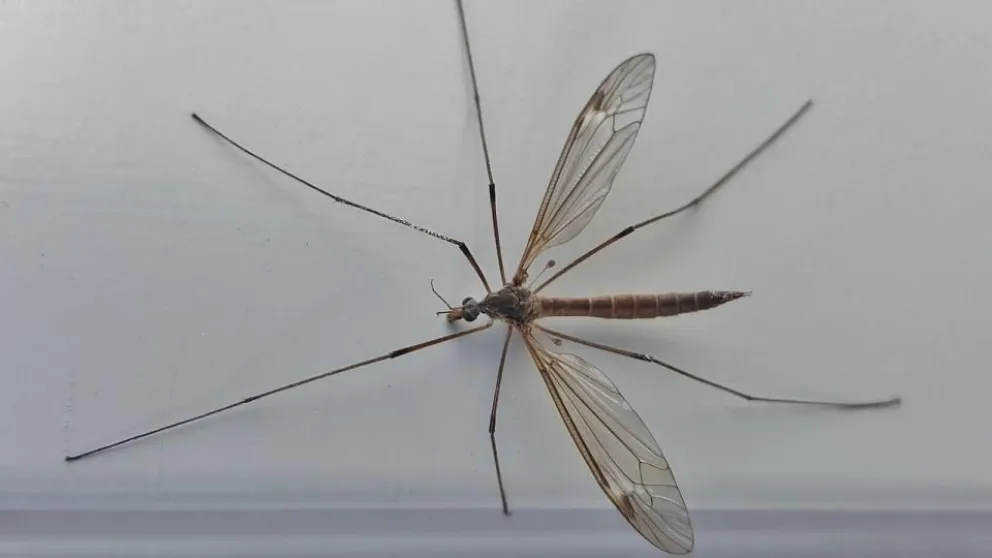 Mosquitos gigantes que invadieron Buenos Aires