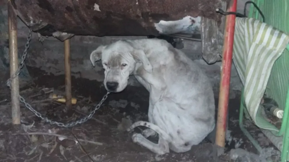 Rescataron cuatro perros y no tenían a dónde llevarlos