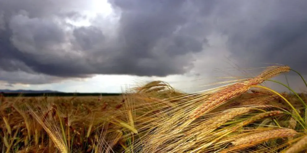 La lluvia impulsa la cosecha de trigo y frena a la de soja