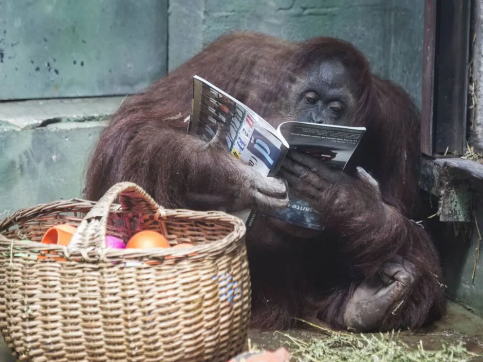 Sandra, la orangutana reconocida como un sujeto de derechos