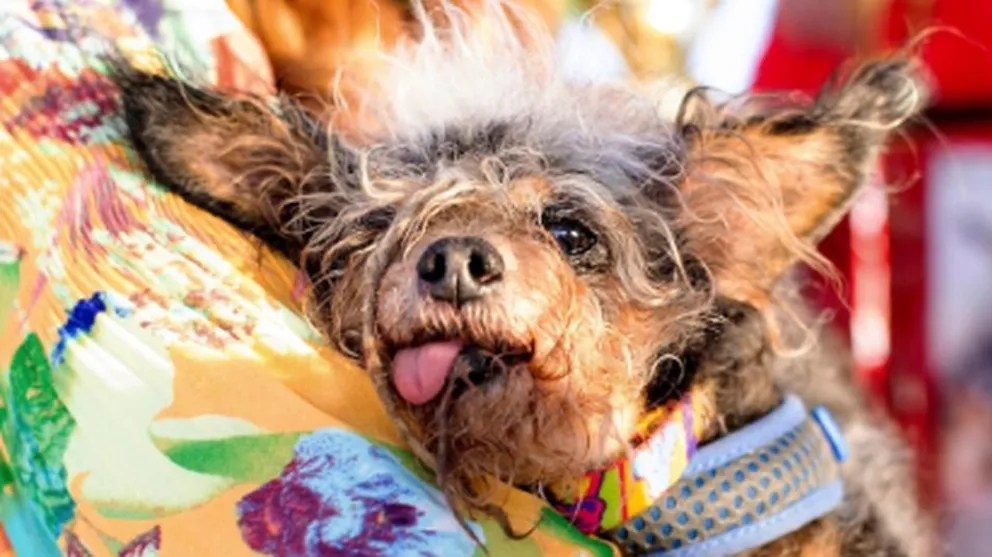 Conocé al perro más feo del mundo y sus rivales