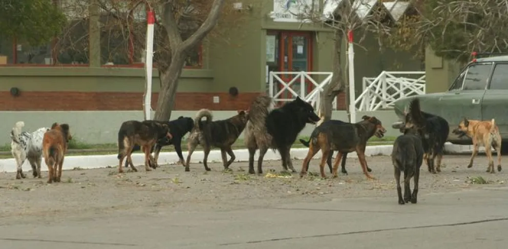 La población de perros y perras está descontrolada en varios barrios de la ciudad