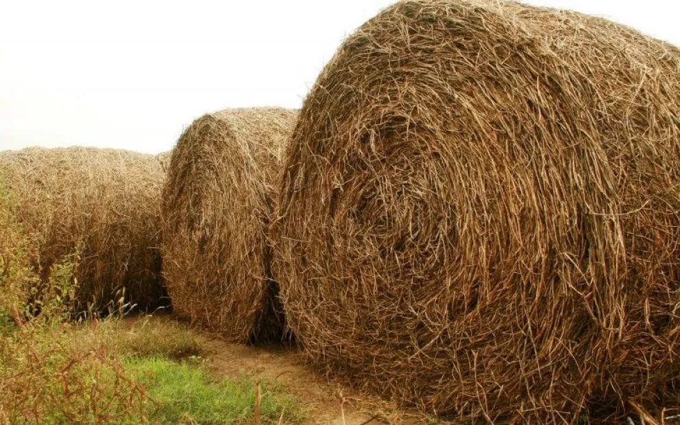 Se financiará la siembra de forraje a pequeños productores