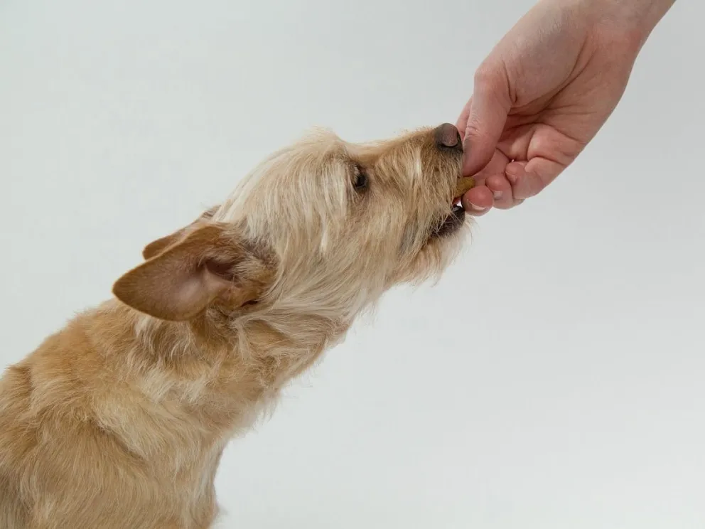 6 alimentos dañinos para tu perro