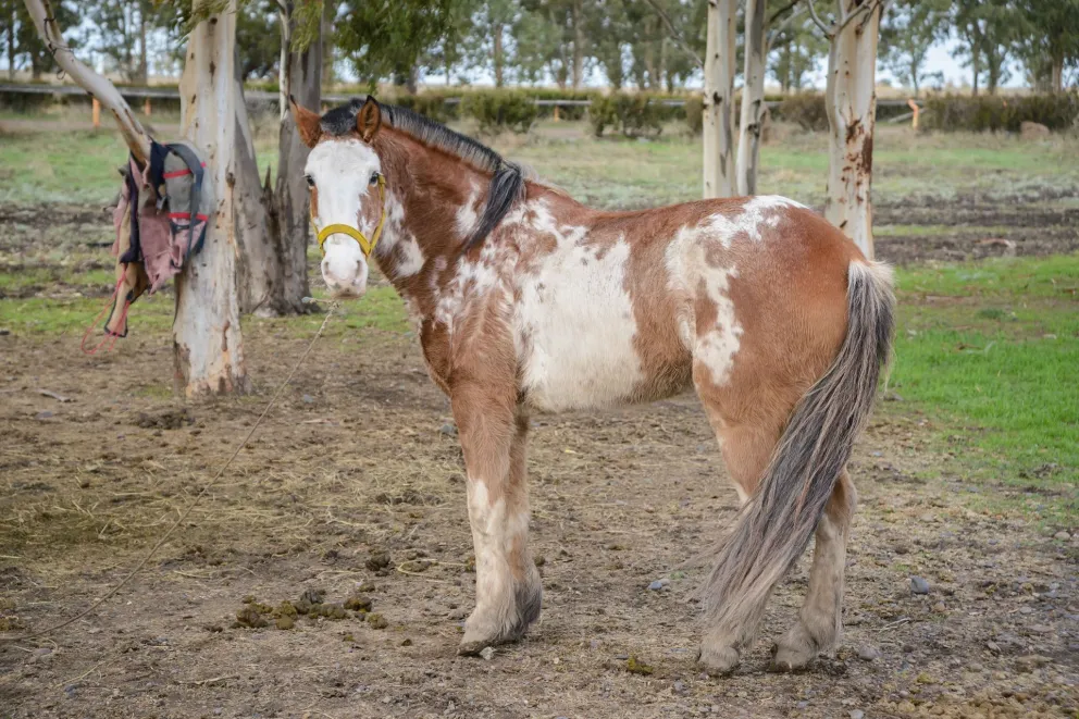 Crearán un centro de equinoterapia gratuito en el Hipódromo de Viedma