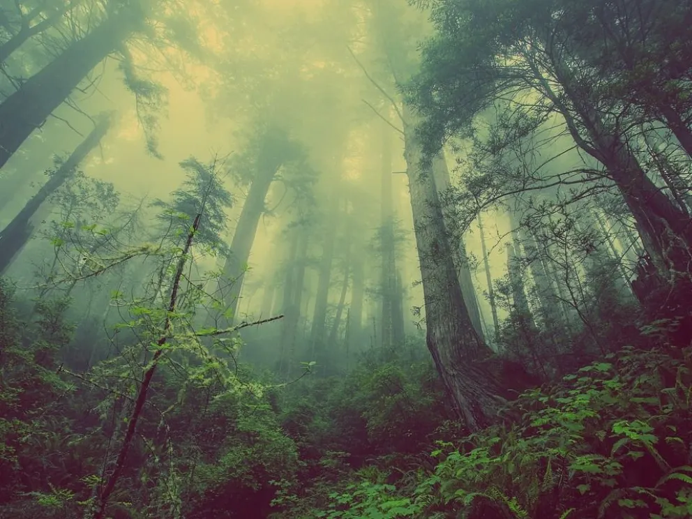 5 Documentales sobre Medio Ambiente