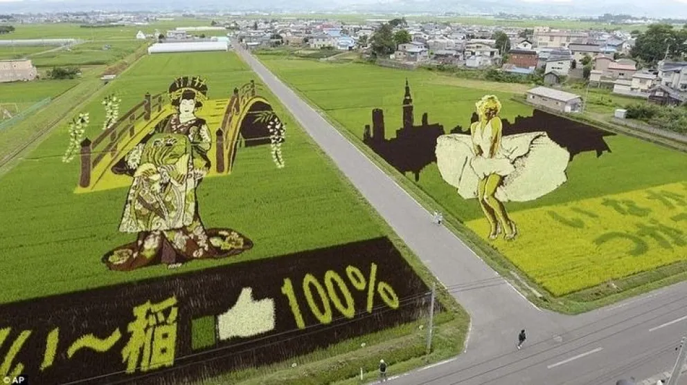 Campos de arroz son obras de arte