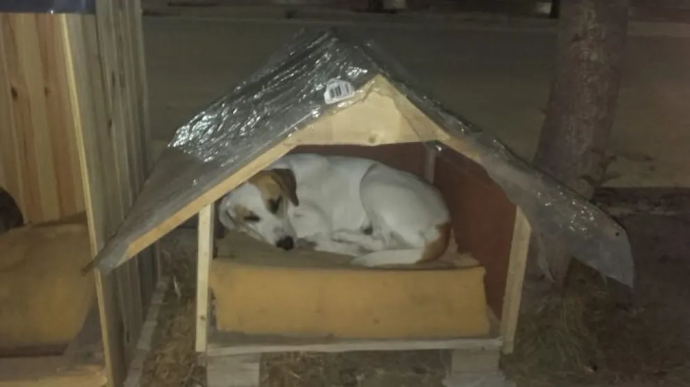 Estudiantes construyen casillas para perros callejeros