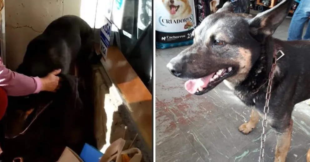 Un hombre violó a un perro en pleno centro de Bariloche