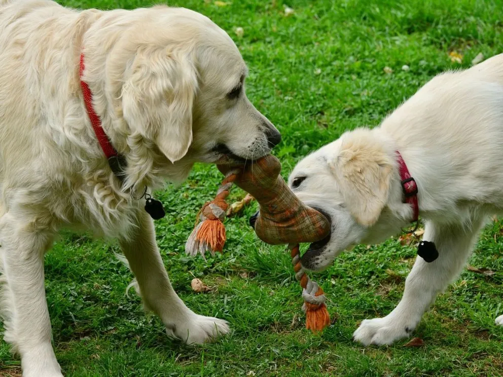 Ideas: hacé accesorios para tu mascota