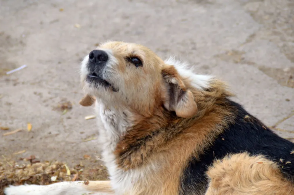 Se creó el Consejo Local para la Protección Animal