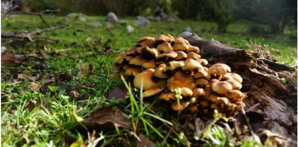 Entre hongos, chefs y nuevas economías