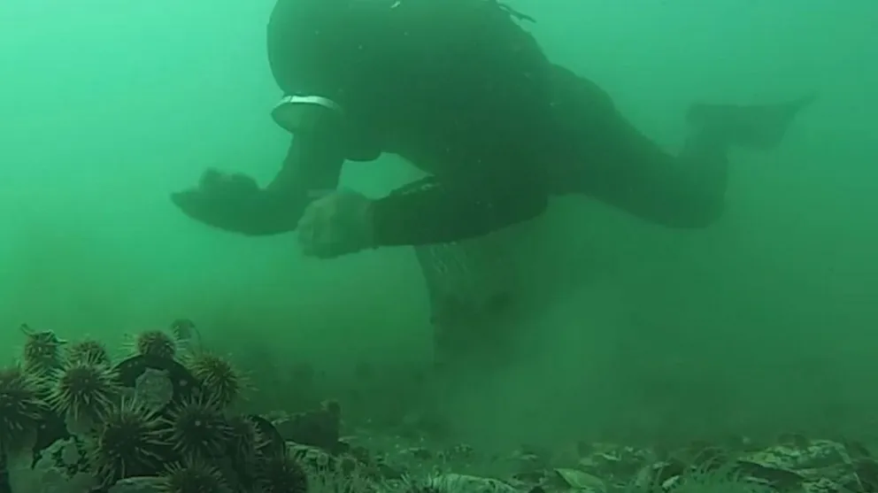 Una ostra exótica japonesa amenaza la biodiversidad submarina