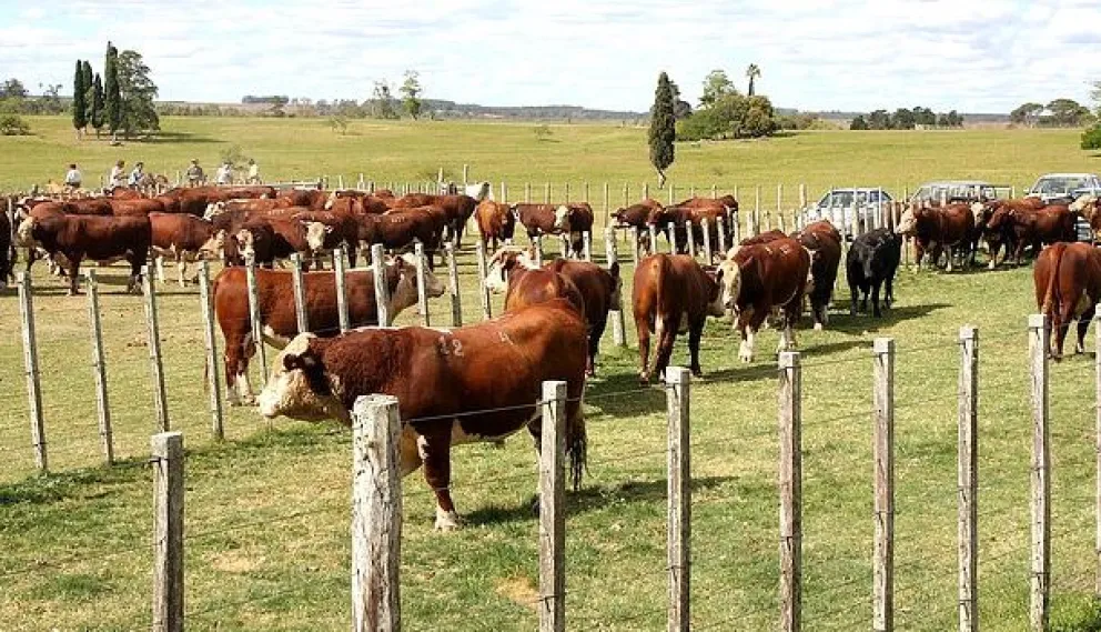 La Unión Europea reconoce a parte de la Patagonia como libre de aftosa sin vacunación