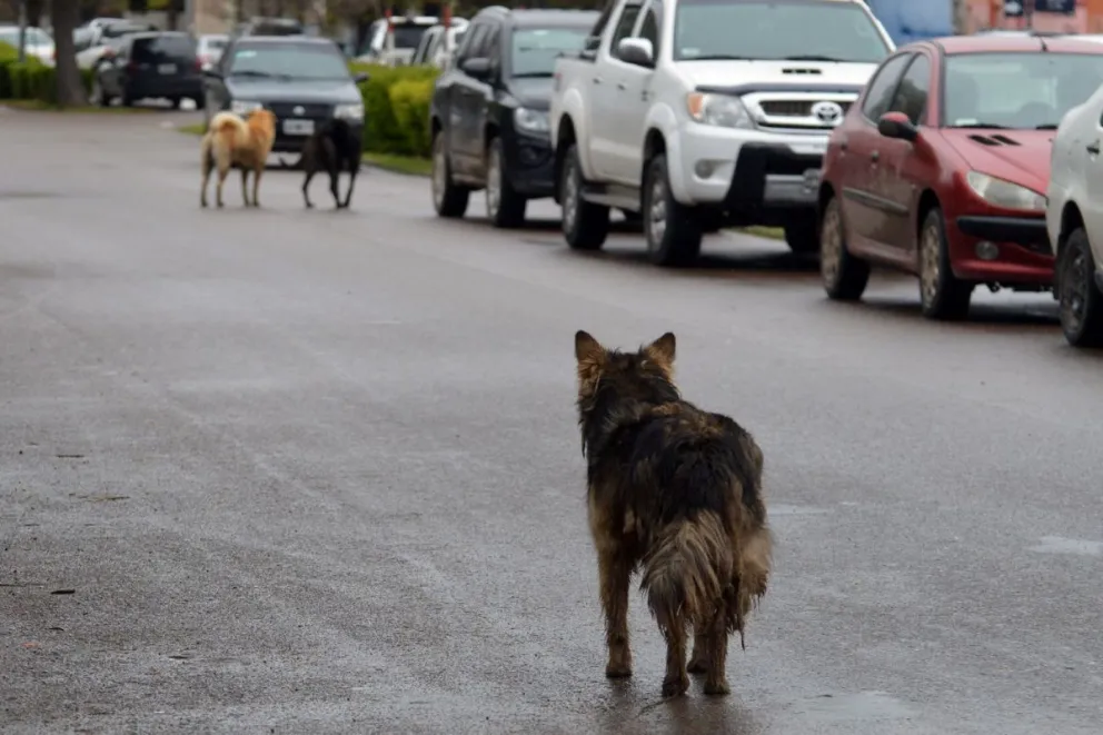 Habrá castraciones compulsivas a perros de la calle