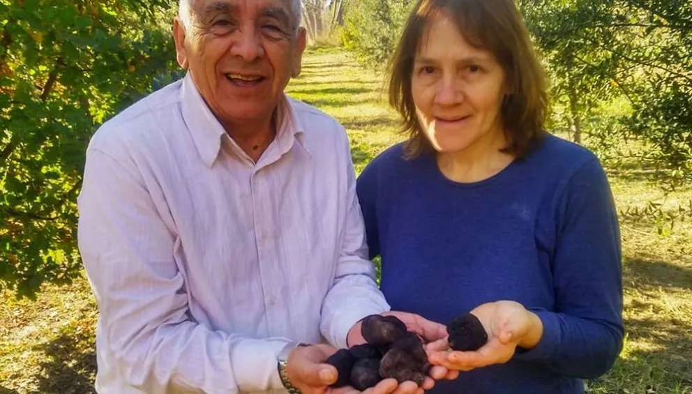 Trufas: el diamante negro se empieza a hacer sentir en Río Negro