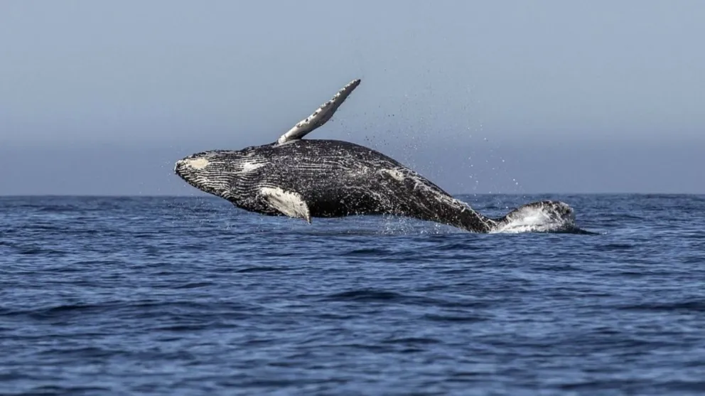 Japón vuelve a autorizar la caza de ballenas