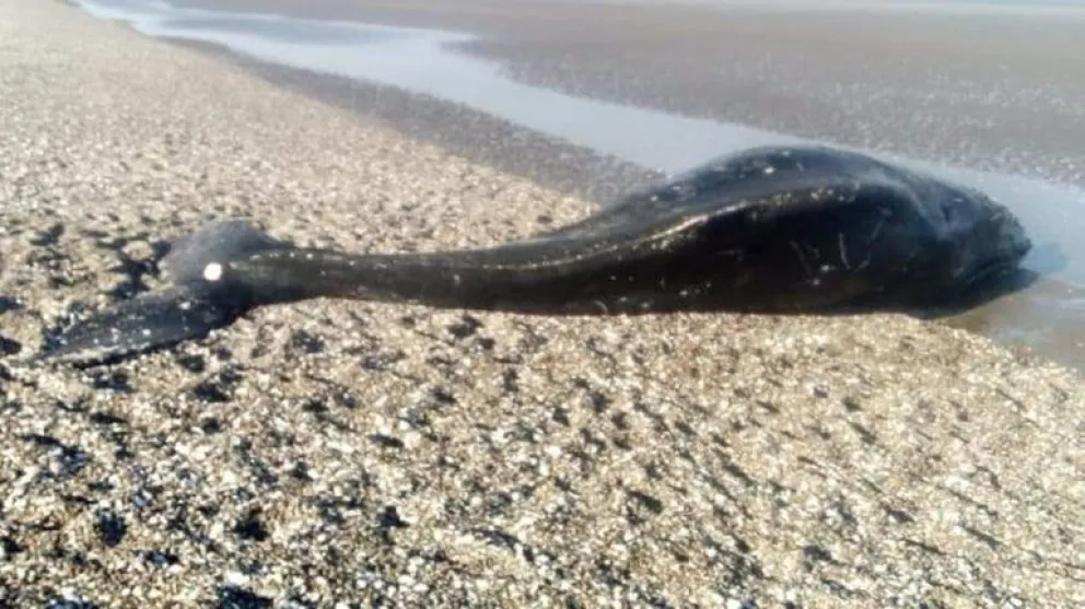 Solicitan precaución ante la aparición de ballena muerta