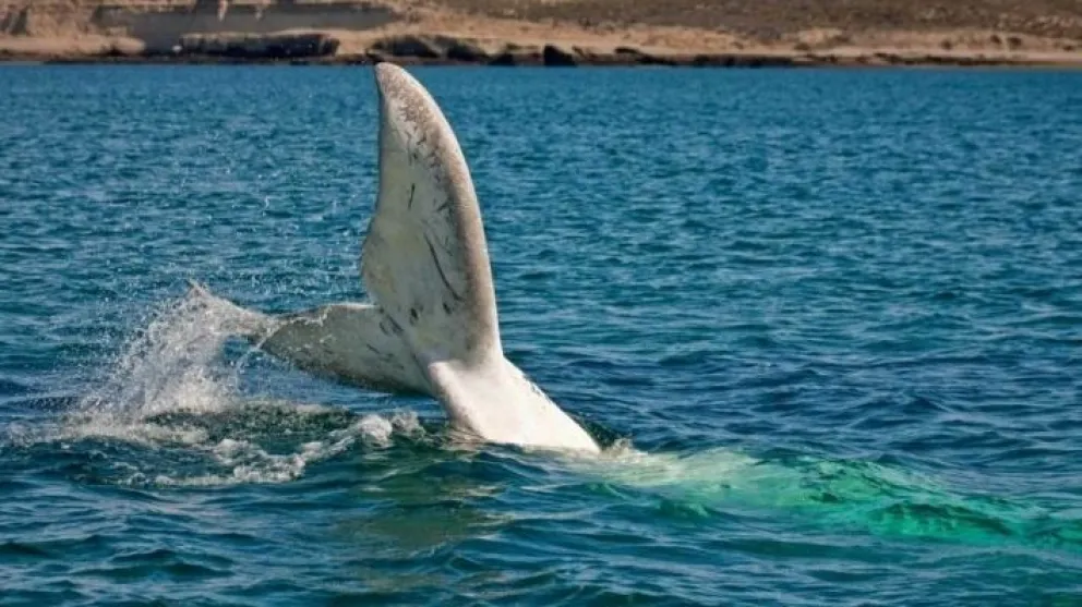 Península de Valdés, distinguido destino de avistaje de ballenas