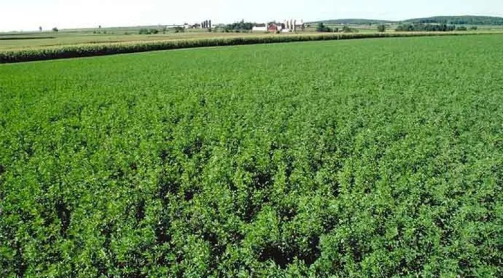 Un estudio argentino abre el camino para aumentar sustancialmente los rindes de alfalfa