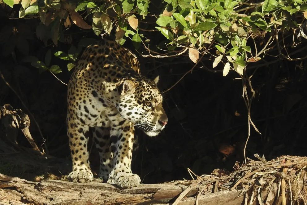 Greenpeace pelea por el yaguareté ante la Corte Suprema
