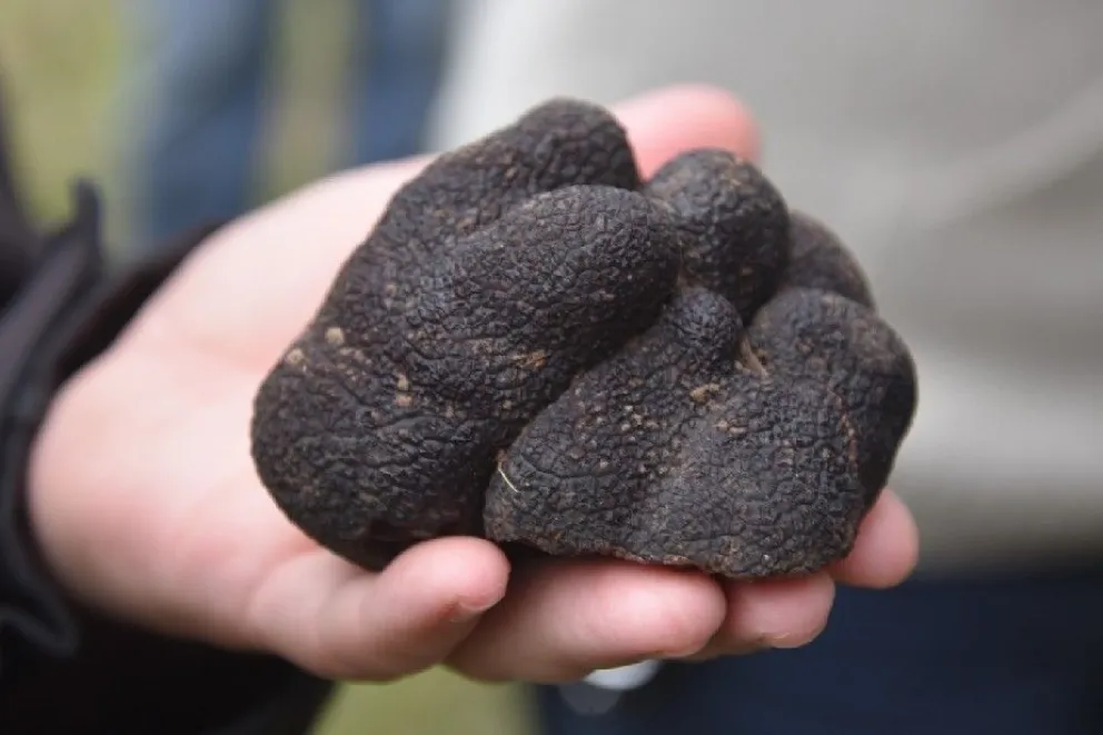 La provincia busca desarrollar la producción de trufas